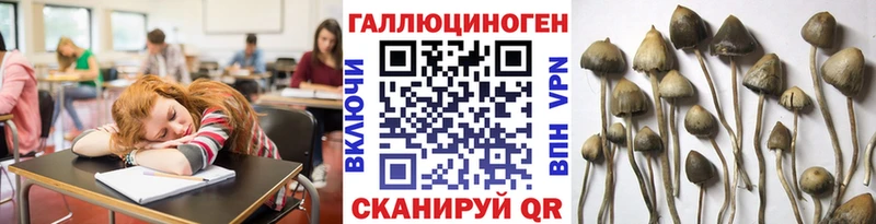 где купить   Щёлково  Псилоцибиновые грибы прущие грибы 